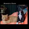 brownieydante