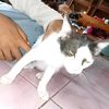 cilokgoreng12__