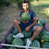 velkodinite
