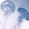 thefirstjelly