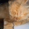 neko.sioyen