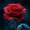 jameel.baloch4961