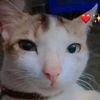cutefulki