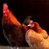 Doro 🐓 ዶሮ 2
