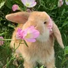 bunnycutes7
