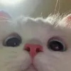 hungqualadz