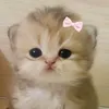 chlsyieu