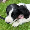 emily_loves_milo