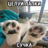 cat_blank5