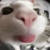 mopsiki777