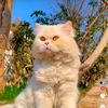 jannat.qaiser2