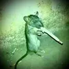 gracktheratsmokescrack