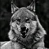 rasha.5401