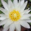 shwe.nang8