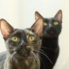 doritoandluna