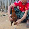 ပွဲတိုင်းကျော် 🐓09797227370🐓