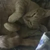 dinveloc