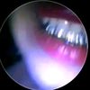 darius_rege4