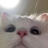 lthfmf_