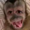 princessmonkeybutt42
