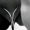 rjdark4