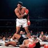 youraverageboxer