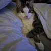 logan.av1