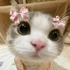 cute.kitty077