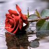 salmah3941