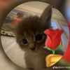pixxota_12