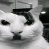 tolsty_babigon