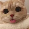 user3393619162131
