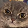 pet funny