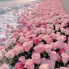 sheikha.037