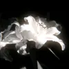 bl00m1ng_lily