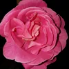 amal.rose5