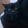 blxssedang3l