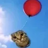 chuchel_miauchel