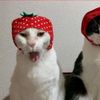 sully_kat2