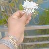 mijba.montasir