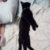 flopkinbeans