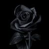 khuramshahzad3729