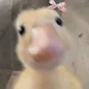 bccio.ofhk
