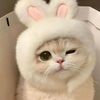 ai.want.stallyou