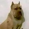 paulo_zago1945