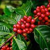 coffee.beans9