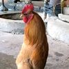 santilupe1