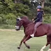 saddlesoverreign