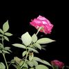 user2150790205617