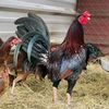 Game fowl breeders